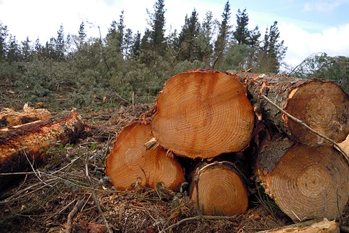 La Xunta adjudica veinte lotes de madera por más de 800.000 euros en la provincia de Pontevedra