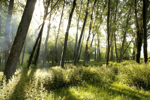 Cantabria convoca ayudas para la extracción de biomasa forestal