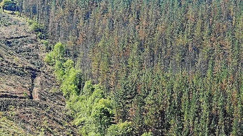 Propietarios forestales vascos piden una selvicultura “más activa”