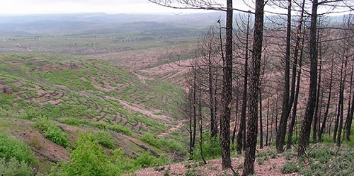 Desarrollan una herramienta de apoyo a la gestión forestal tras los incendios forestales