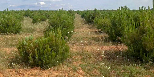 La Junta de Castilla y León destina 7 millones de euros a las ayudas a la reforestación y creación de superficies forestales