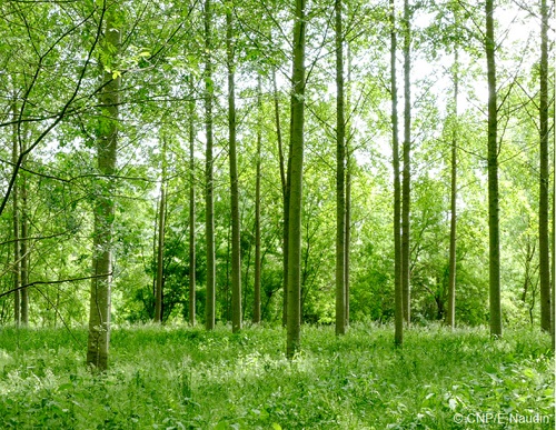 La plantación de chopos en Francia: efectos del clima y nuevas variedades