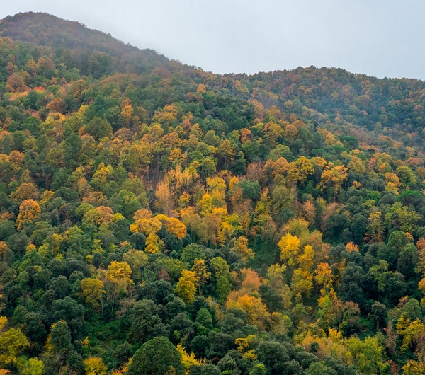 La selvicultura cercana a la naturaleza, una herramienta eficiente para reducir la vulnerabilidad de bosques mixtos mediterráneos a la sequía