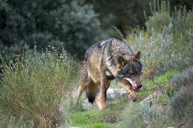 La coexistencia de lobos y humanos en Europa: Un desafío en evolución