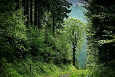 Nueva herramienta para medir la salud de los bosques europeos