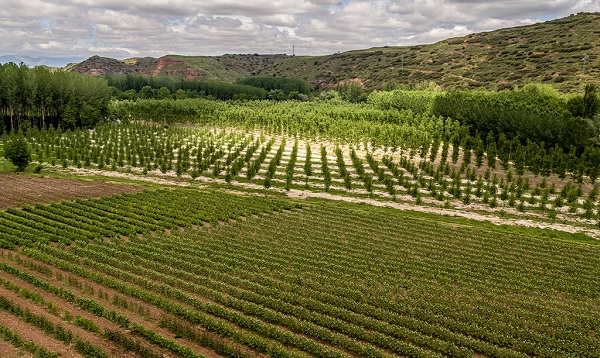 Conociendo las variedades de chopo más destacadas para un cultivo sostenible en España