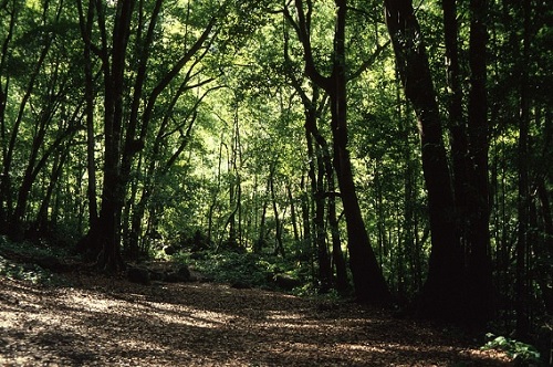 A información pública el nuevo Plan Forestal de Canarias