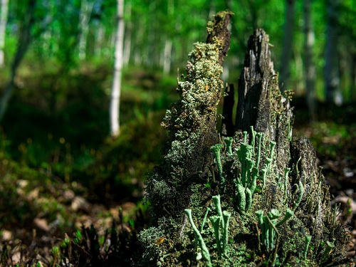 Convertir las plantas en materiales de nueva generación de interés para la bioeconomía 
