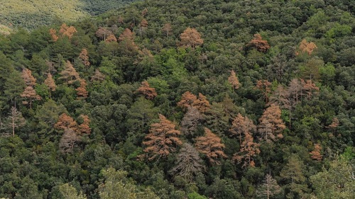 Cataluña: Récord histórico de bosques afectados por sequía durante 2023