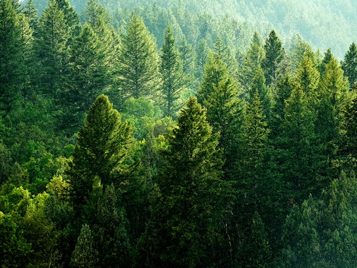 La resiliencia de los bosques ante los retos climáticos