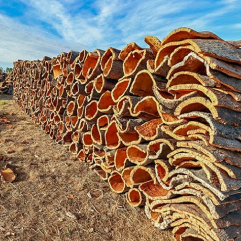 FSC lidera un proyecto internacional sobre corcho natural