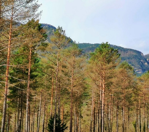 La enfermedad de la banda marrón llega a los bosques de Cataluña