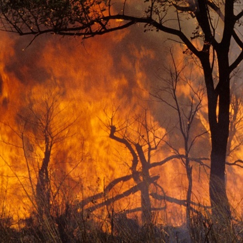 FAO lanza directrices actualizadas para hacer frente a los incendios forestales extremos