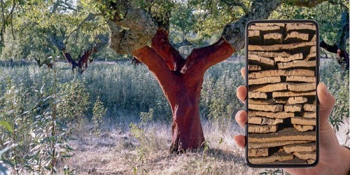 El corcho como producto turístico: nace “Cork Experience”