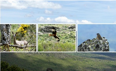 VIII PASEO POR LAS MASAS FORESTALES MADRILEÑAS "DEHESAS BOYALES DE HORCAJO Y HORCAJUELO DE LA SIERRA" Sábado 7 de junio