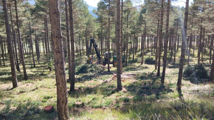 Los aprovechamientos de madera, una oportunidad para generar ingresos y empleo en el medio rural