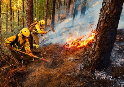 Gran Canaria refuerza su estrategia forestal con más prevención, pastoreo y quemas controladas en 2026