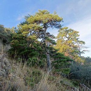 Murcia impulsa la recuperación del pino laricio en la Sierra del Carche
