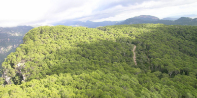 Baleares adopta una metodología innovadora para medir y potenciar el carbono que almacenan sus bosques