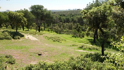 Madrid multiplica por 20 el aprovechamiento de madera para proteger sus montes