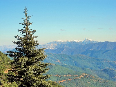 La Junta de Andalucía impulsa la recuperación del pinsapo para hacer frente al cambio climático
