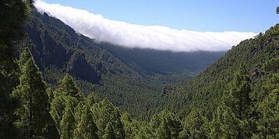Canarias renueva su Plan Forestal hasta 2047