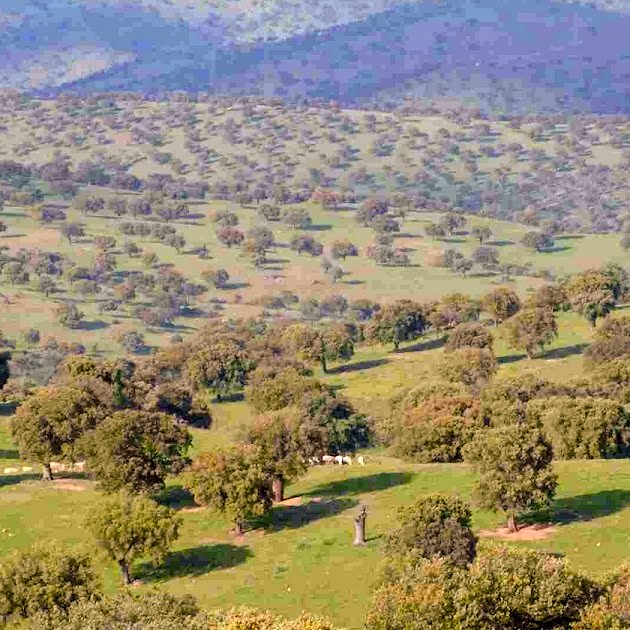 FSC España y la Junta de Extremadura firman un convenio para ayudar a los pequeños propietarios forestales