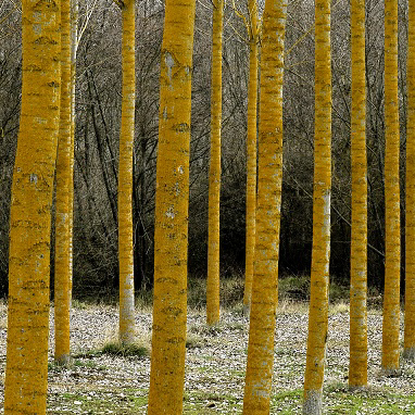 Andalucía aprueba un modelo-tipo de gestión forestal para choperas