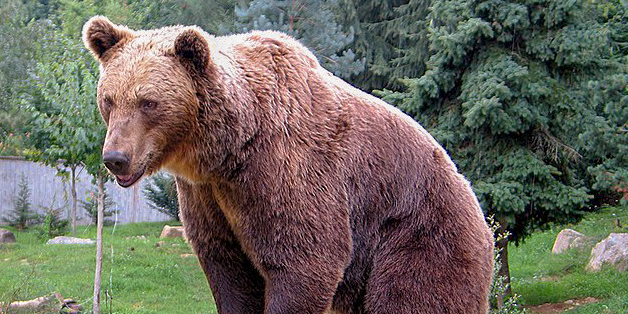 Castilla y León mejorará el hábitat del oso pardo gracias a una experiencia europea de restauración forestal en la que participan Cesefor y la Junta