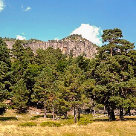 Eduardo Rojas: La política forestal no está reconocida en estos momentos
