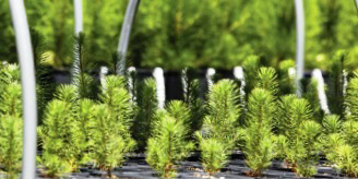 Pinus pinaster resistentes al Nematodo de la madera del pino (Bursaphelenchus xylophilus)