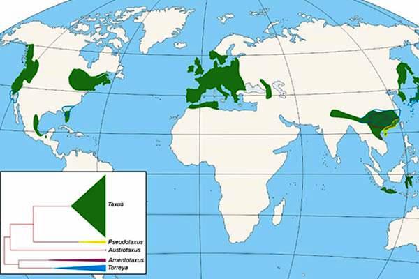Historia de los bosques de tejo en el Norte de la Península Ibérica