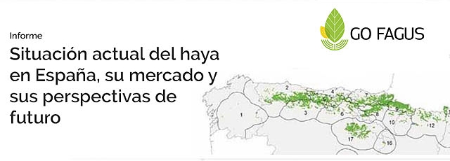GO Fagus elabora el informe "Situación actual del haya en España, su mercado, y sus perspectivas de futuro"