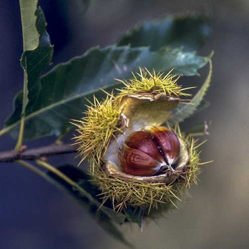 El Gobierno aprueba el Real Decreto sobre conservación de los recursos genéticos forestales y de la flora silvestre