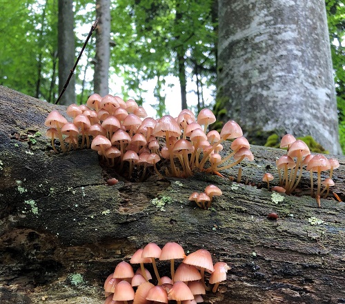 De la investigación a la acción: el futuro de los bosques maduros en Europa