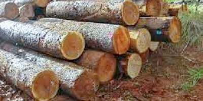 Castilla y León, Aragón y País Vasco las comunidades que más madera han subastado en el último año